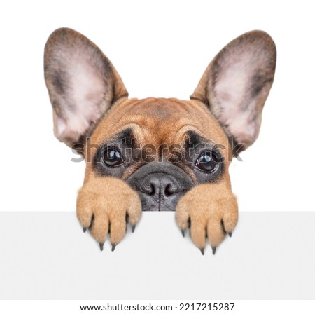 Scared french bulldog puppy looks above empty white banner. isolated on white background
