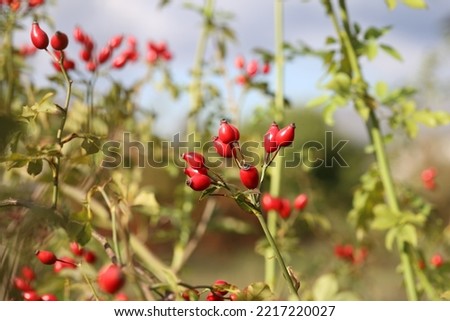 Rosa canina, commonly known as the dog rose, is a variable climbing, wild rose species native to Europe, northwest Africa, and western Asia. Royalty-Free Stock Photo #2217220027