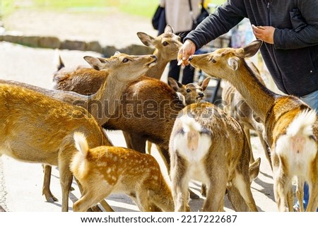 Deer in Nara Park have been protected very carefully since ancient times Royalty-Free Stock Photo #2217222687