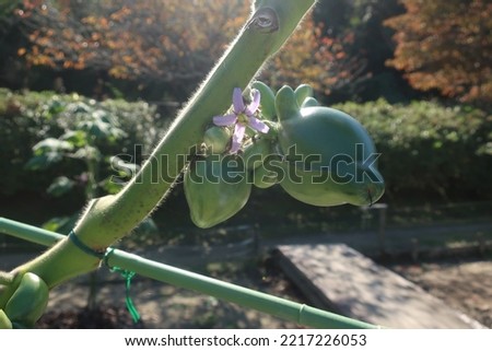 Solanum mammosum,Nipplefruit,Cow's Udder, Apple of Sodom, Titty Fruit.