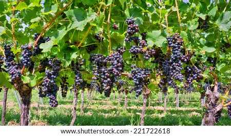 Close up on red black grapes in a vineyard