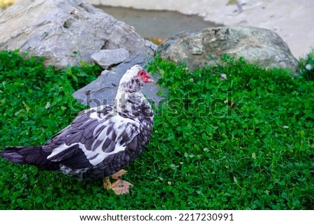 A picture of a domestic muscovy barbary duck