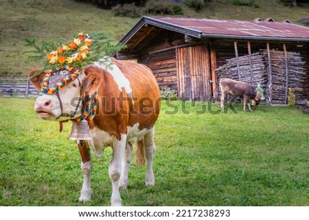 Ornate Cow parade called Almabtrieb in Zillertal, Austrian alps Royalty-Free Stock Photo #2217238293