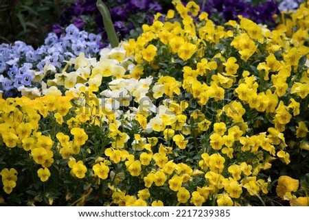 Multi colored pansies together in a bed