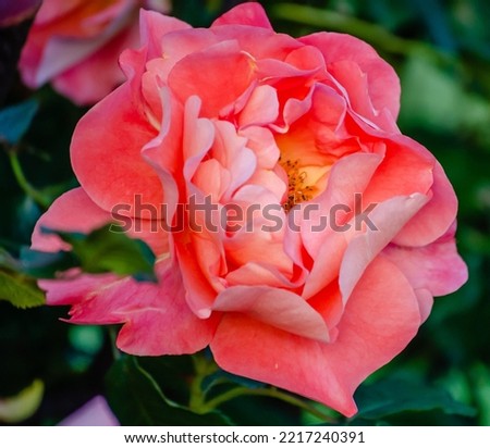 A bush of orange-pink pale roses in a summer garden. Blooming orange-pink pale roses in the confusion of the summer garden.