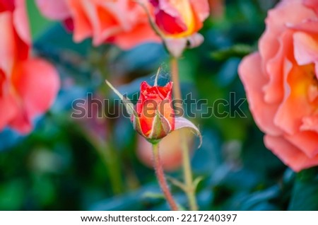 A bush of orange-pink pale roses in a summer garden. Bud orange - pink pale rose in the confusion of the summer garden.