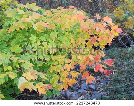 A Gradient of Autumn Color on a Sugar Maple Tree Branch Royalty-Free Stock Photo #2217243473