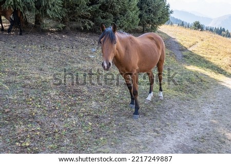 Brown horse standing on the pathway in the mountains. Autumn, Kazakhstan