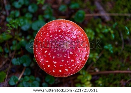 Fly agaric (Amanita muscaria) poisonous mushroom in the moss in the forest