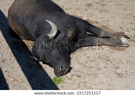 A picture closeup of a asian water buffalo bubalus bubalis sleeping