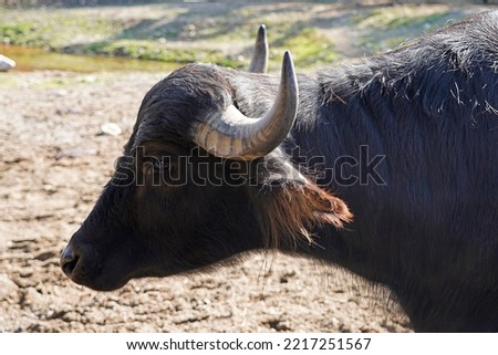 A picture closeup of a asian water buffalo bubalus bubalis                               