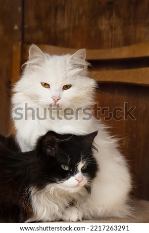 portrait of a black cat and a white cat sitting on a chair. Friendship of two animals on the example of cats Royalty-Free Stock Photo #2217263291