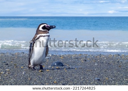 Patagonian penguin standing on the coast with a detailed view of the full body and the sea in the background,scientific name Spheniscus magellanicus,known as Magellanic penguin, family Spheniscidae Royalty-Free Stock Photo #2217264825