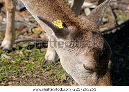Picture of a fawn common fallow deer in woods with identification tag on the ear