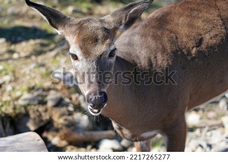 Picture closeup of a virginia deer white-tailed deer