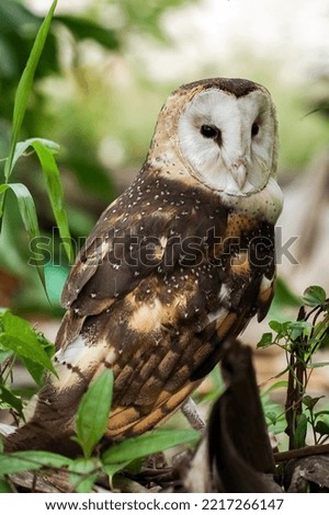 picture of pretty White and brown owl