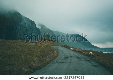 Moody days on the Lofoten Islands with some sheeps.