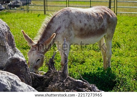 A picture of a spotted brown gray donkey