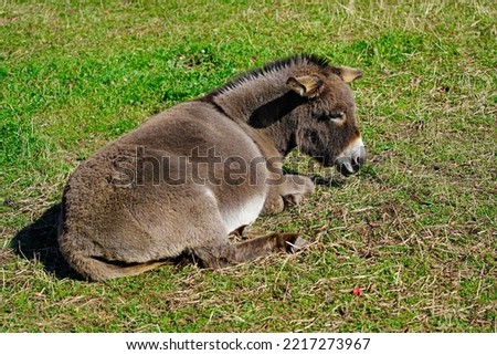 A picture of a resting brown gray donkey