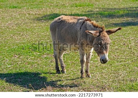 A picture of a brown gray donkey