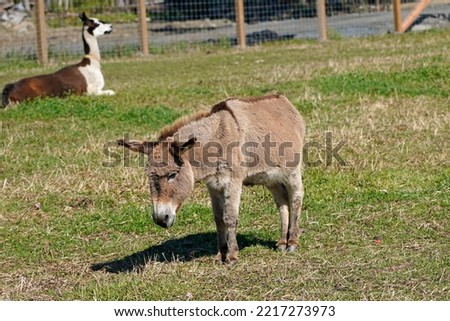 A picture of a brown gray donkey