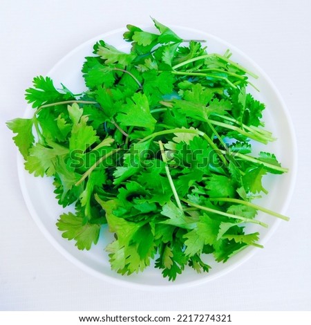 Green coriander leaves fresh organic and aromatic cilantro herb Chinese parsley spice dhania vegetable (Coriandrum sativum) in a plate closeup view image.