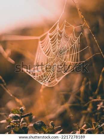 A spider web in the morning dust, during sunrise.