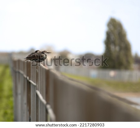Starlings resting on a fence, bird photography