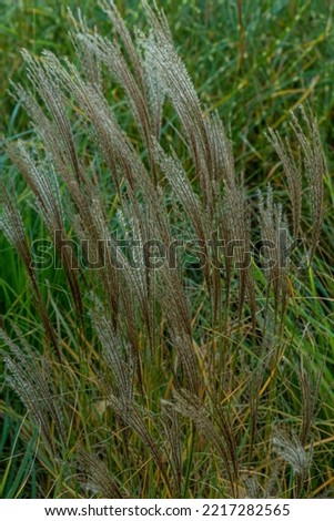 Green wheat plants against blue sky with sunlight, dramatic low angle view perspective
