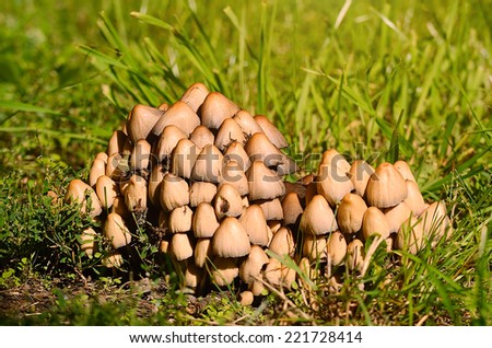 Closeup photo of a mushroom family