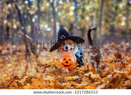 a couple of friends a striped cat and a corgi dog in a carnival black witchcraft cap and raincoat walk through the autumn garden with a pumpkin for Halloween