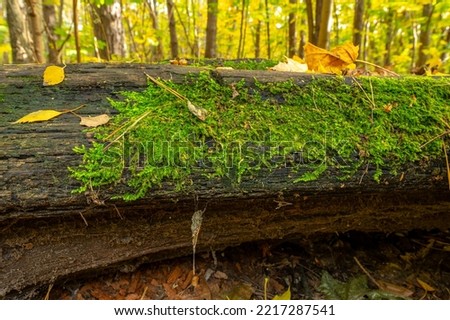 A trunk covered with green moss in the autumn forest