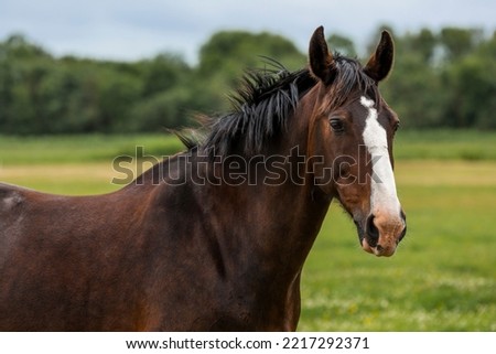 A beautiful Thoroughbred horse on Wadden Sea island Terschelling in the Netherlands Royalty-Free Stock Photo #2217292371