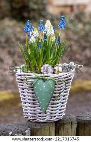 blue and white grape hyacinths in basket in garden Royalty-Free Stock Photo #2217313745