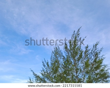 Sea fir - Casuarina equisetifoli. Sea fir on sky background