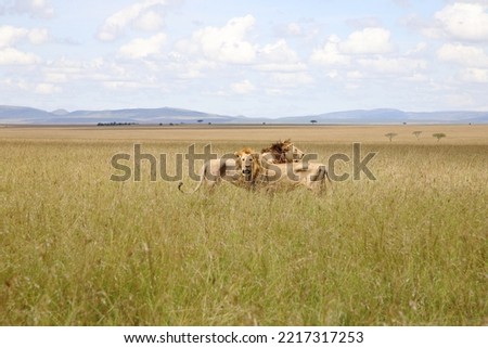 Maasai Mara national park Kenya 2022 