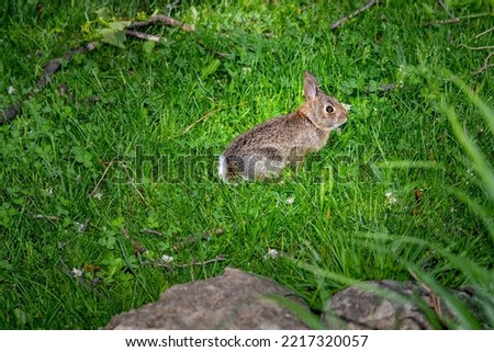 The photo of the little bunny was shot on 23 May 2022 in Toronto. Bunny was sitting in the green grass of the garden of the house in big city.