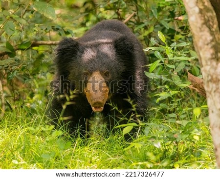 Sloth bear looking straight forward