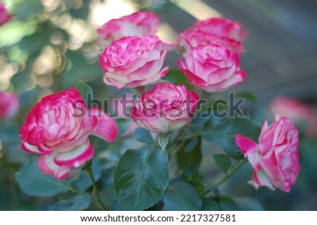 Beautiful rose "Prince of Persia" 
