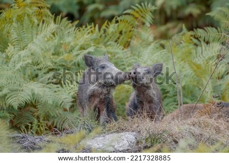 Mum wild boar (Sus scrofa) and cub in the thick of the ferns caressing their snouts on each other to strengthen social relations. Alps, Italy Royalty-Free Stock Photo #2217328885