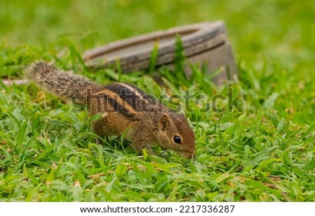 Cute little squirrel running in the grass
