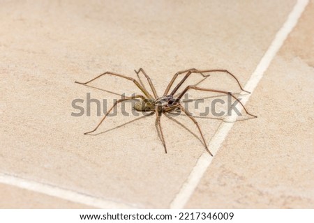 Giant house spider (Eratigena atrica) on a tiled kitchen floor in a UK house Royalty-Free Stock Photo #2217346009