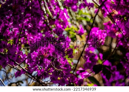 beautiful delicate pink bougainvillea flower on a tree on a warm spring day