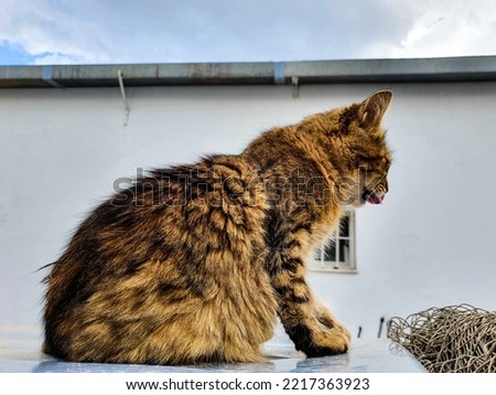 beautiful ginger cat sitting on the car outdoors pictures