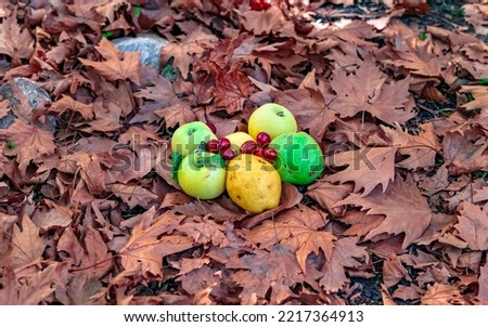 Apples with jujube fruits on top dry plane leaves. Autumn or fall season concept ide photo. Apples and jujube fruits raw. 