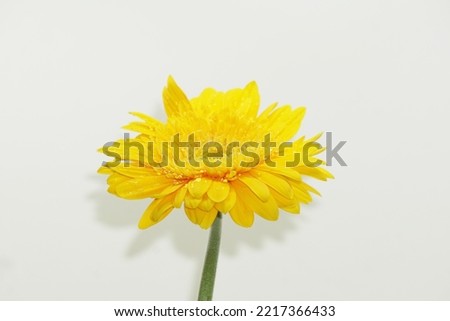 Close up of Yellow Barberton daisy in white background.It is the common name for the Gebera Jamesonii, also known as the Transvaal or Gerbera daisy. Grown as an annual and flowering pot plant.