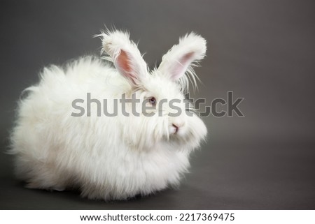 Fluffy white rabbit of the Angora breed, on a gray background, shooting in the studio. Royalty-Free Stock Photo #2217369475