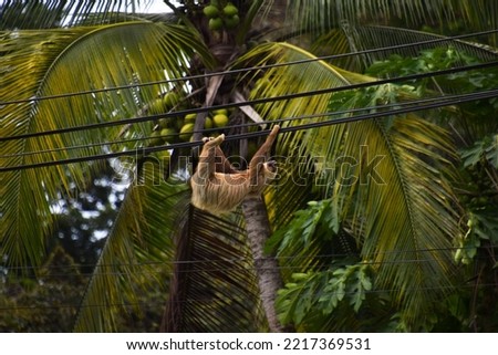 Sloth climbing electric line in Costa Rica