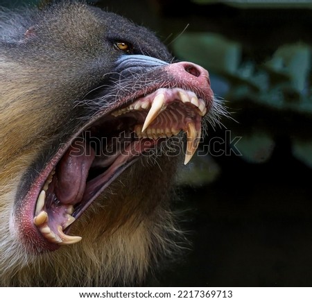 Baboon with wide-open mouth and large sharp fangs close-up