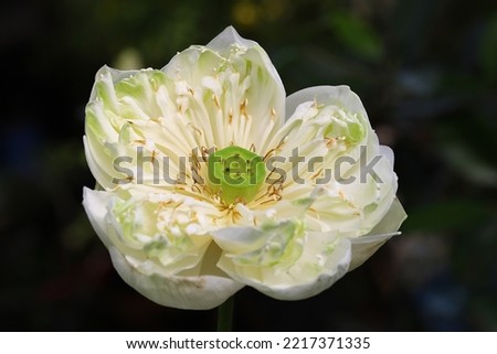 Blooming white lotus flower with dark background